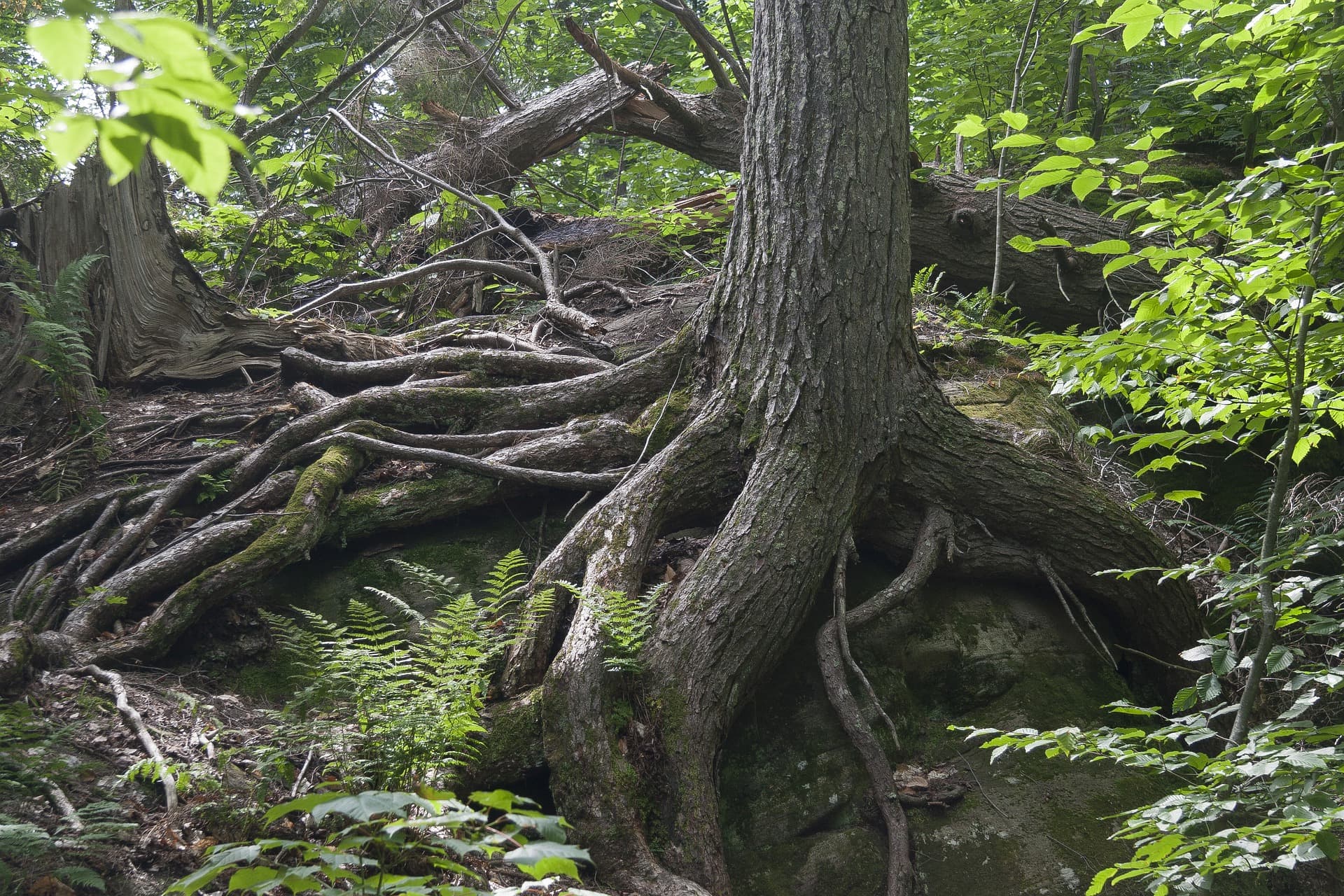 Roots of tree firmly grounded